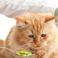 Котките и човешките лекарства
