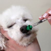 Кучешката кашлица и новата ваксина