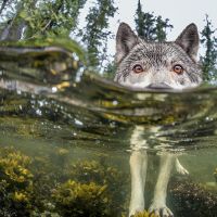 Морските вълци - един изцяло нов вид