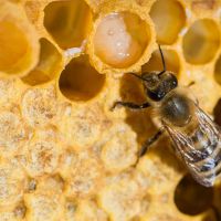 Как действа пчелното млечице?