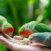 12 неща, които папагалите обичат да ядат - Част 1