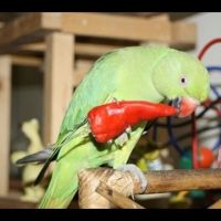 12 неща, които папагалите обичат да ядат - Част 2