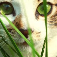 Защо котките ядат трева?