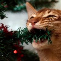 10 начина да преживеете Коледа с котка - част 2