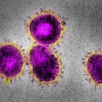 Как да предпазим от коронавируса домашните си любимци?

 