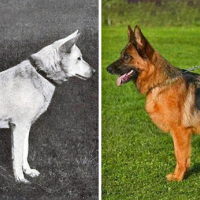 Как са изглеждали някои породи кучета преди 100 години и как изглеждат сега?