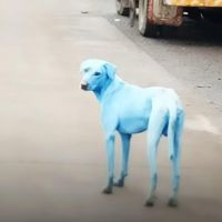 Мистериозни сини кучета в Мумбай