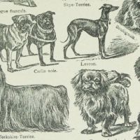 Славната и древна история на декоративните породи кучета