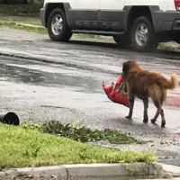Куче в сърцето на бурята Харви с безпогрешен инстинкт за оцеляване