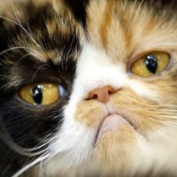 Котешки урологичен синдром - FUS