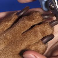 Как да изрязваме ноктите на кучетата си?