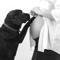 Възможно ли е кучетата да предсказват бременност преди всички?