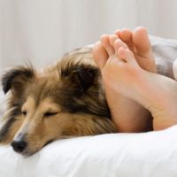 Да делите леглото си с куче може в някои случаи да бъде лошо за съня и здравето ви