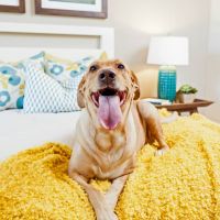 5 съвета за отглеждане на кучета в апартамент.