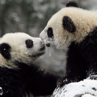 Пандата не е застрашена от изчезване!
