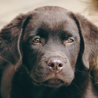 Най-подходящите породи кучета за нови стопани