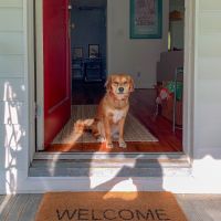 Как да приспособим дома си, за новия домашен любимец куче