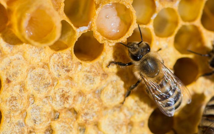 Как действа пчелното млечице?